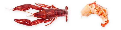 Crayfish