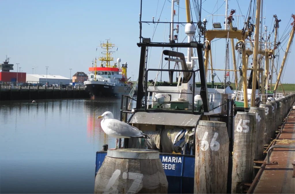 Duurzaamheid en ketentransparantie in seafood: van bron tot schap